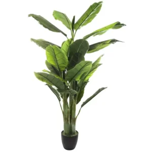 Rétroviseur sport Bananier l.116 x d.116 x h 170, vert