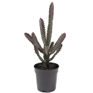 Cactus Euphorbe factice en pot Vert-Rouge Top qualité H45cm D20cm - choisissez votre hauteur: H 45 cm - couleur: Vert-rouge