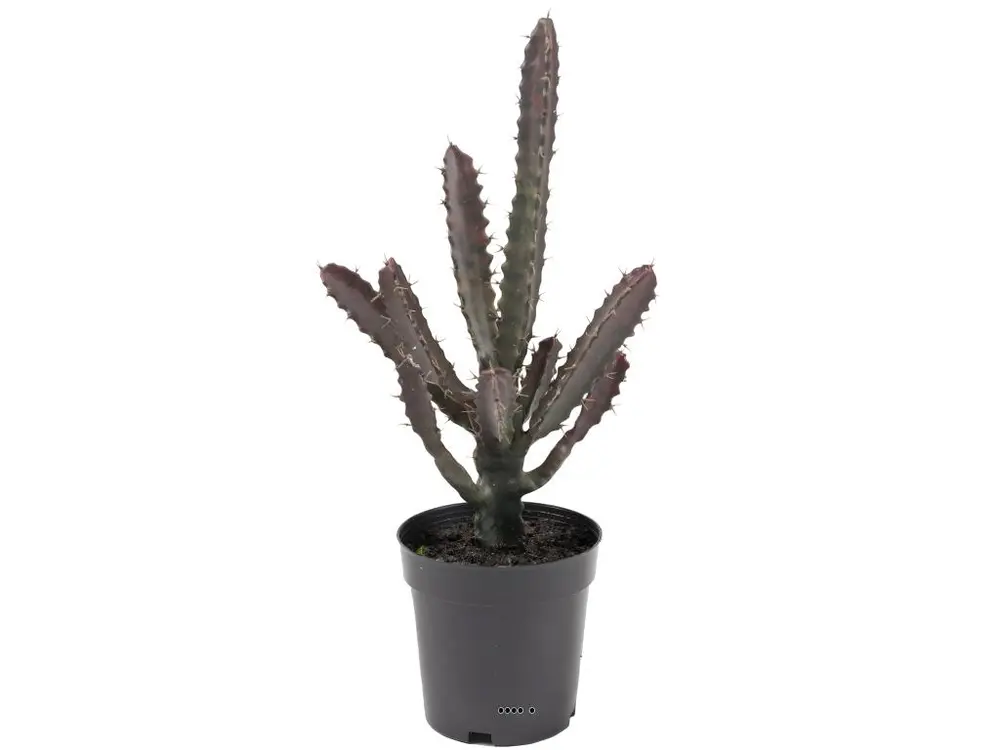 Cactus Euphorbe factice en pot Vert-Rouge Top qualité H45cm D20cm - choisissez votre hauteur: H 45 cm - couleur: Vert-rouge