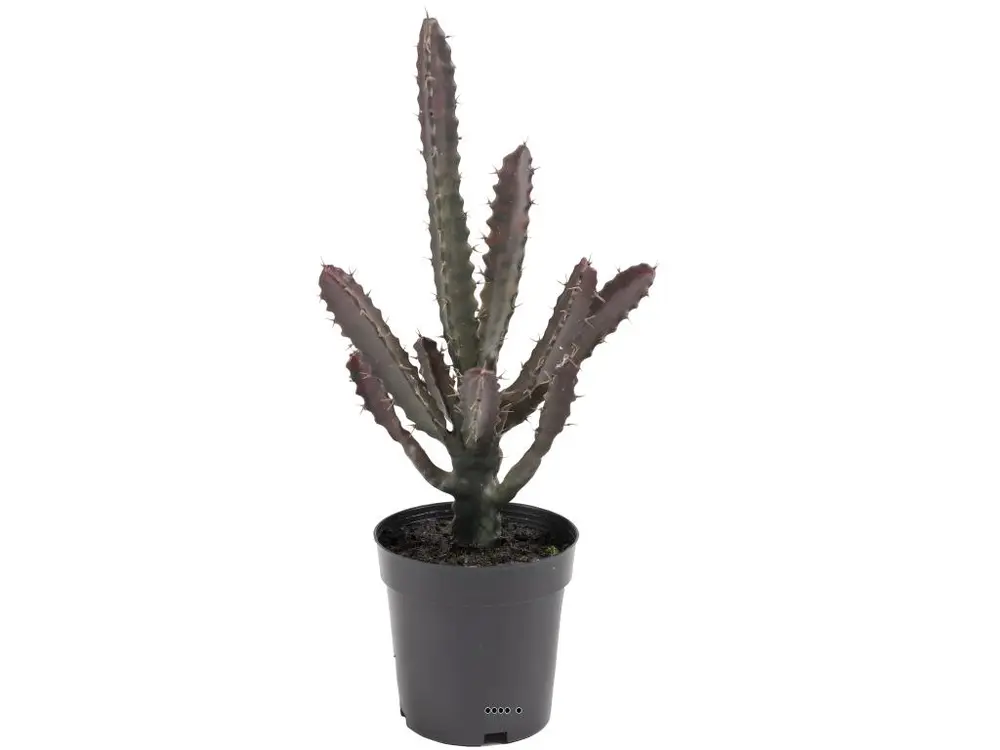 Cactus Euphorbe factice en pot Vert-Rouge Top qualité H45cm D20cm - choisissez votre hauteur: H 45 cm - couleur: Vert-rouge