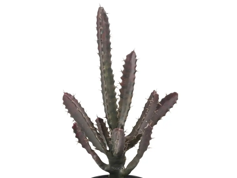 Cactus Euphorbe factice en pot Vert-Rouge Top qualité H45cm D20cm - choisissez votre hauteur: H 45 cm - couleur: Vert-rouge