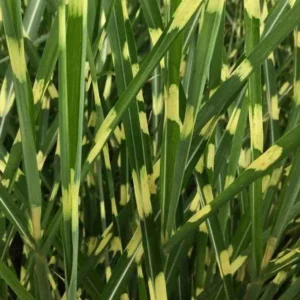Miscanthus sinensis strictus (roseau de chine, eulalie) taille pot de 10 litres