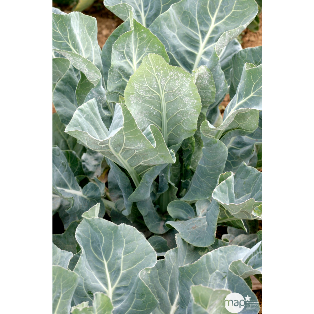 Plants de choux-fleurs d'Automne 'Optimist' F1 : barquette de 6 plants