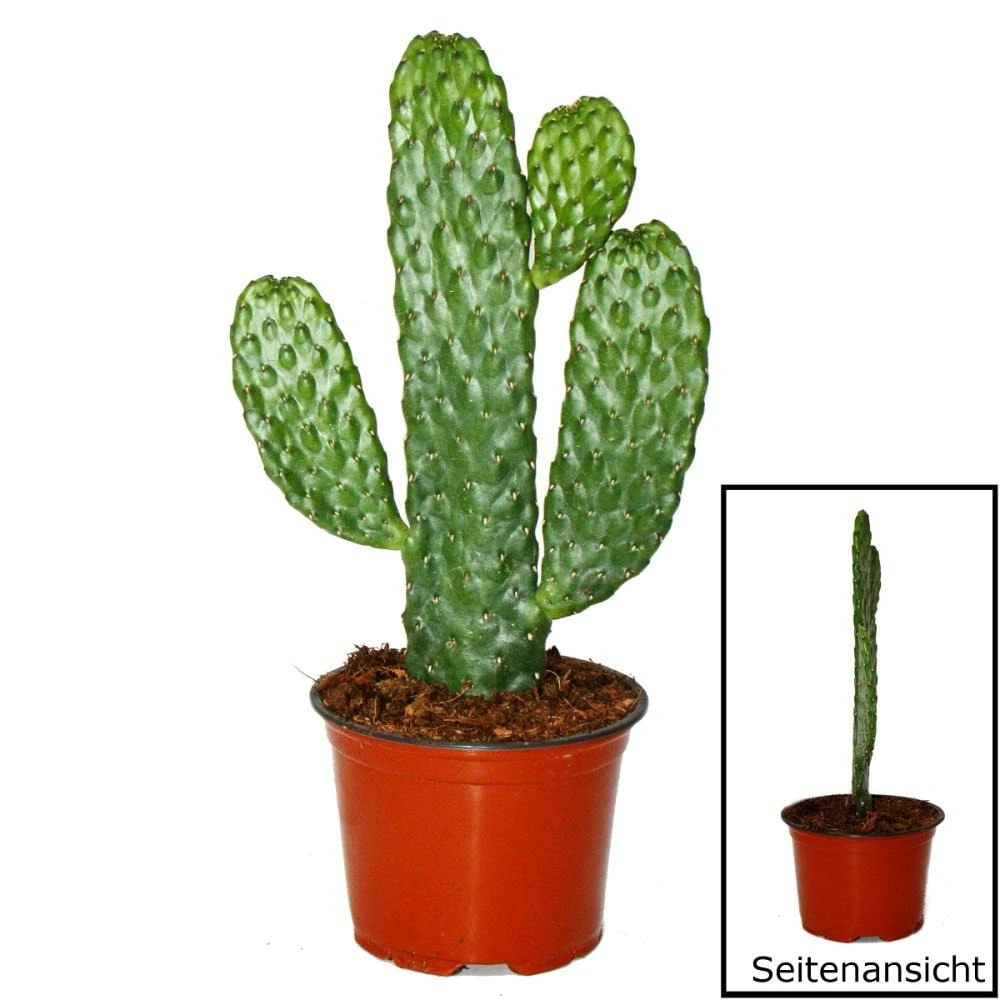 Road kill cactus - consolea rubescens - cactus à oreilles plates - pot 12cm