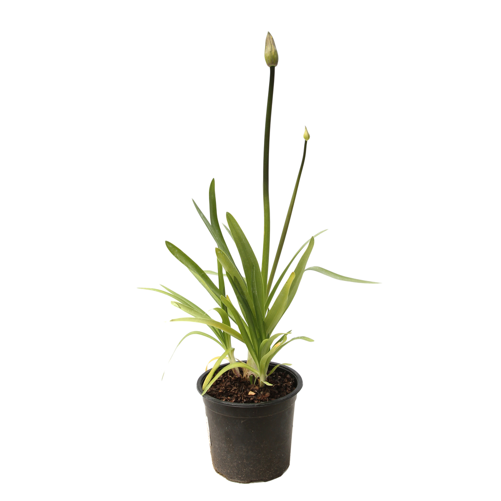 Agapanthe 'Poppin Purple'- Pot 2L avec Garantie Constructeur