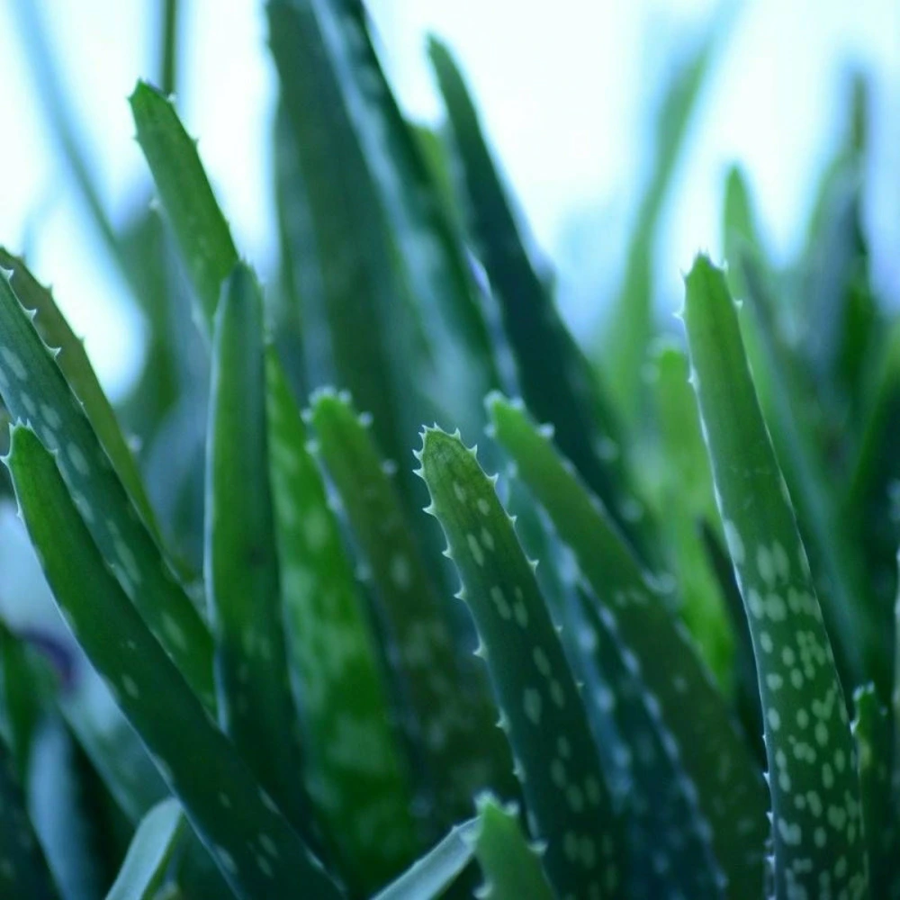 Aloe vera - aloe des barbades/[-]pot de 5l avec meilleure adhérence