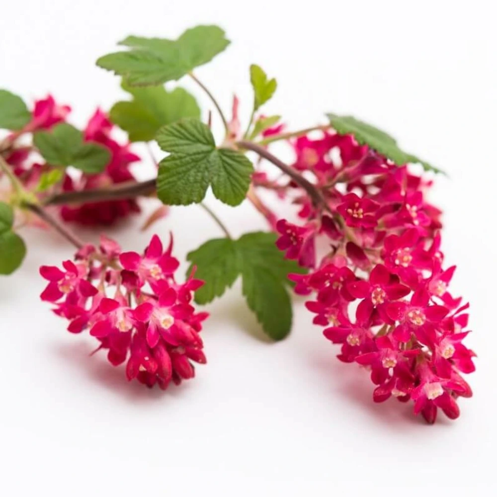 Amortisseur arrière Cassissier fleurs - godet - H. 20 à 40 cm