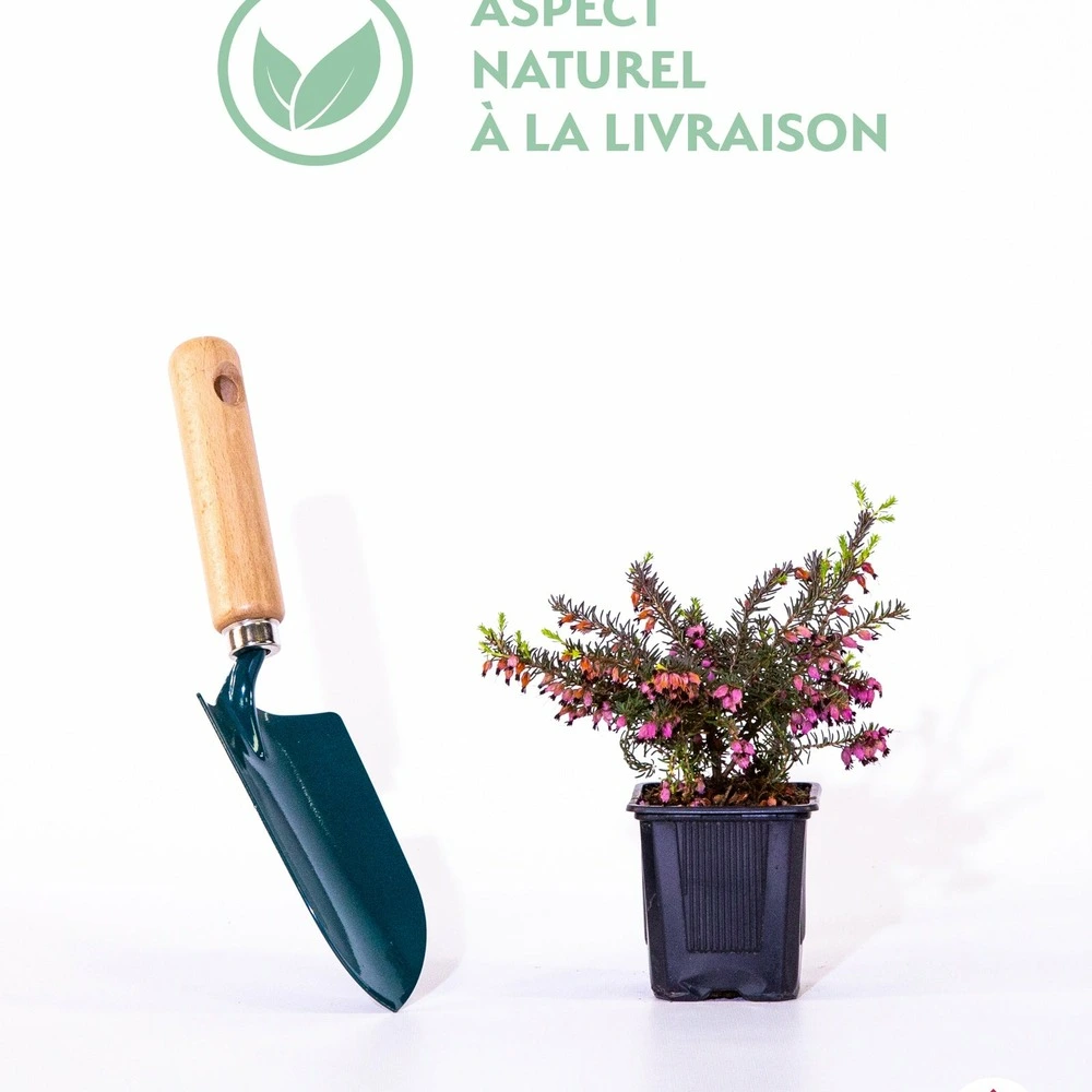 Bruyère d'hiver lucie - le pot / 1l avec Garantie Constructeur