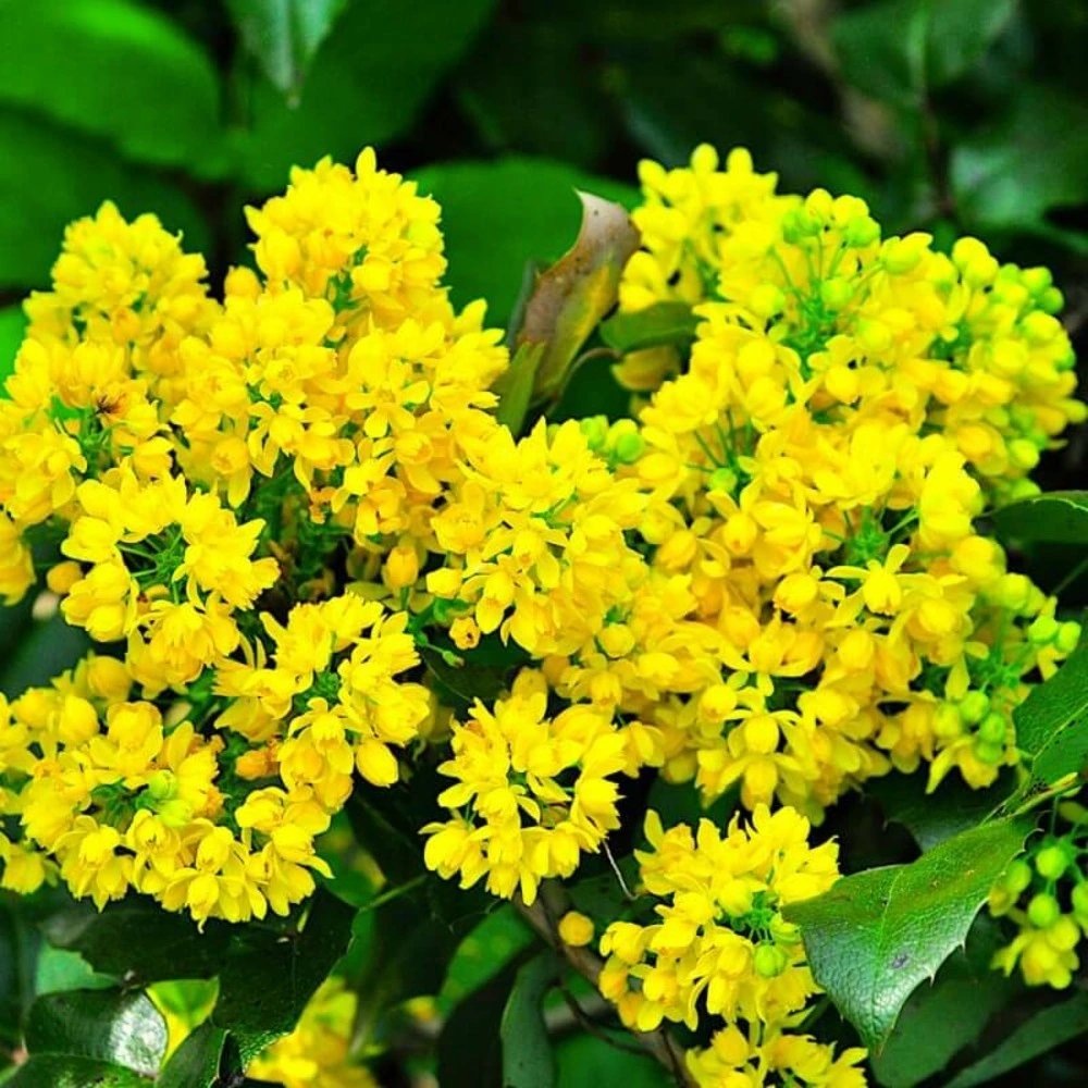 Échappement complet Mahonia à feuilles de houx (Mahonia Aquifolium)
