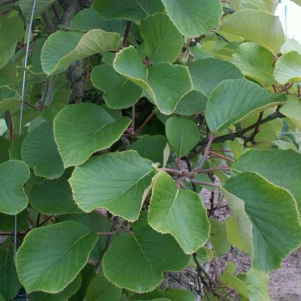Disque de frein perforé Kiwi mâle - actinidia deliciosa 1,5l