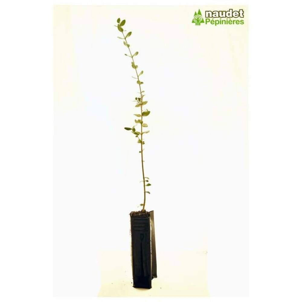 Filaire à feuilles larges (Phillyrea Latifolia) avec Garantie Constructeur