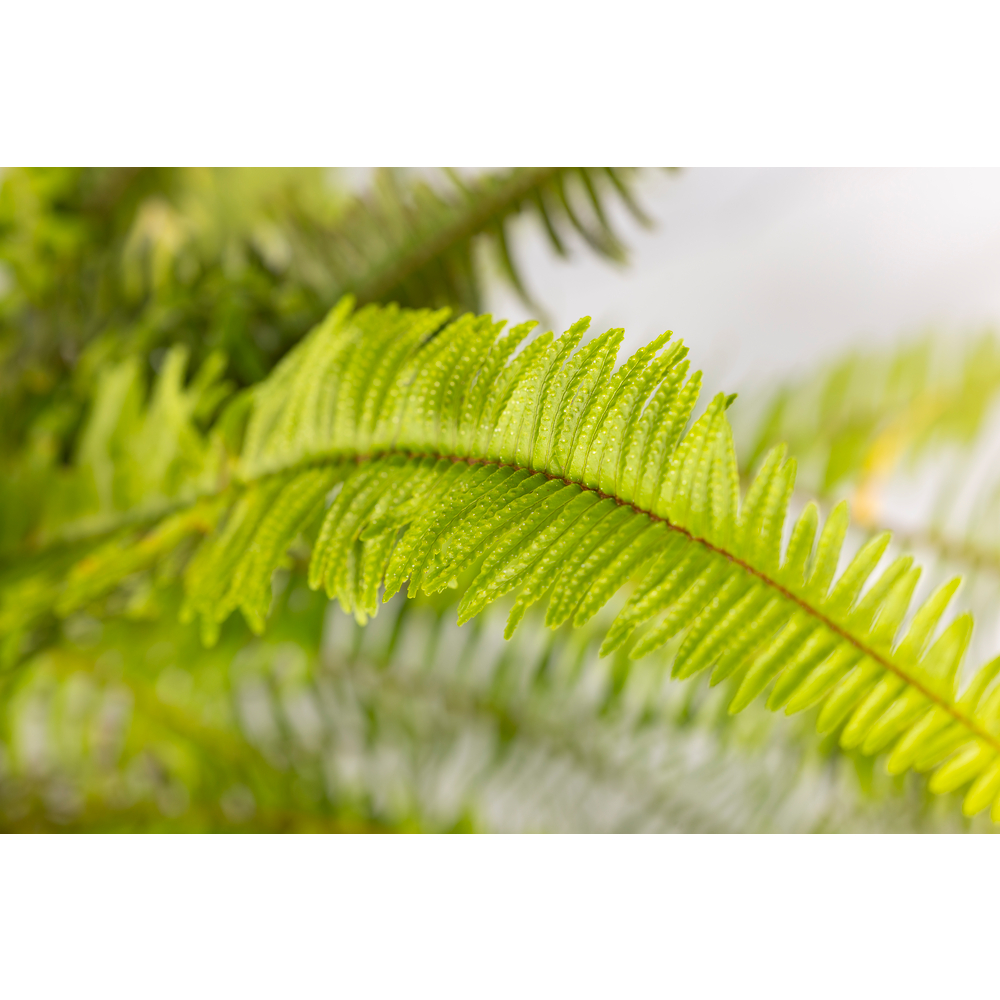 Pneu tout-terrain quad Nephrolepis 'Artic Jungle':pot 10L