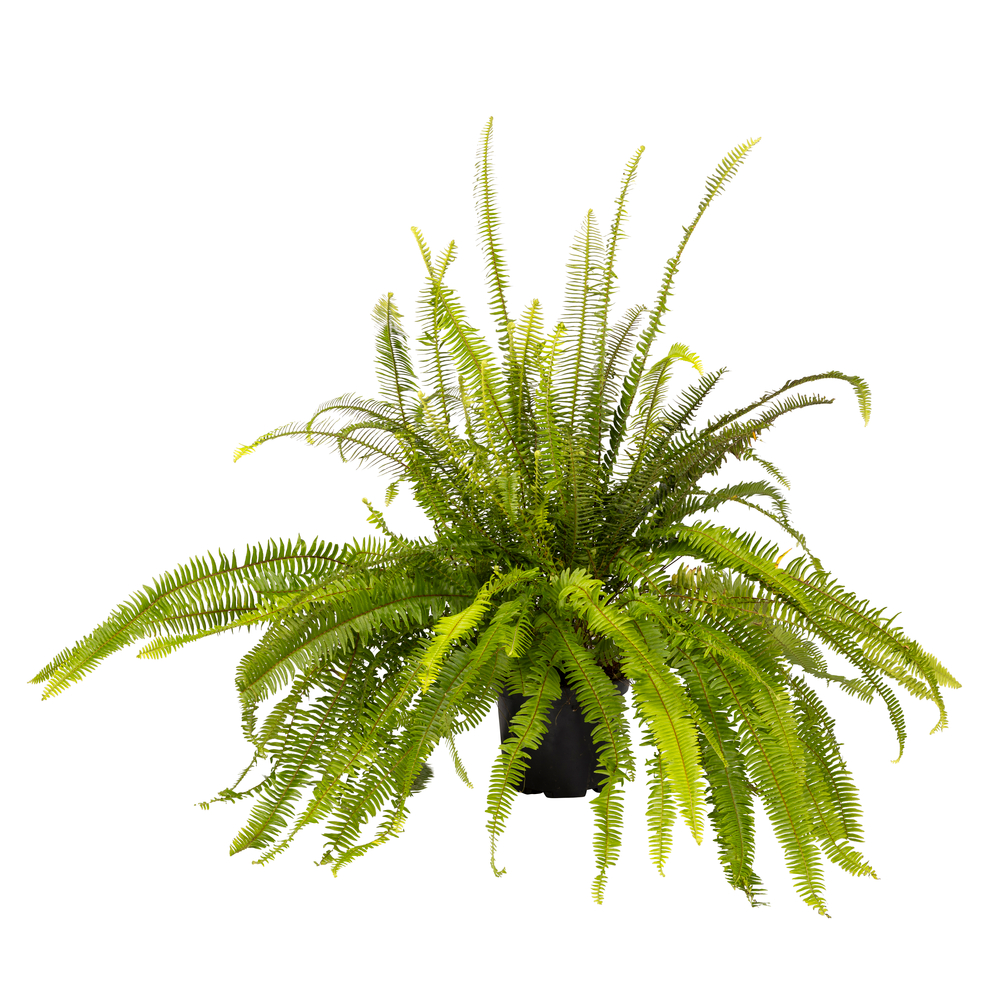 Pneu tout-terrain quad Nephrolepis 'Artic Jungle':pot 10L