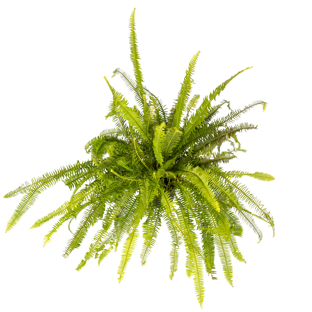 Pneu tout-terrain quad Nephrolepis 'Artic Jungle':pot 10L