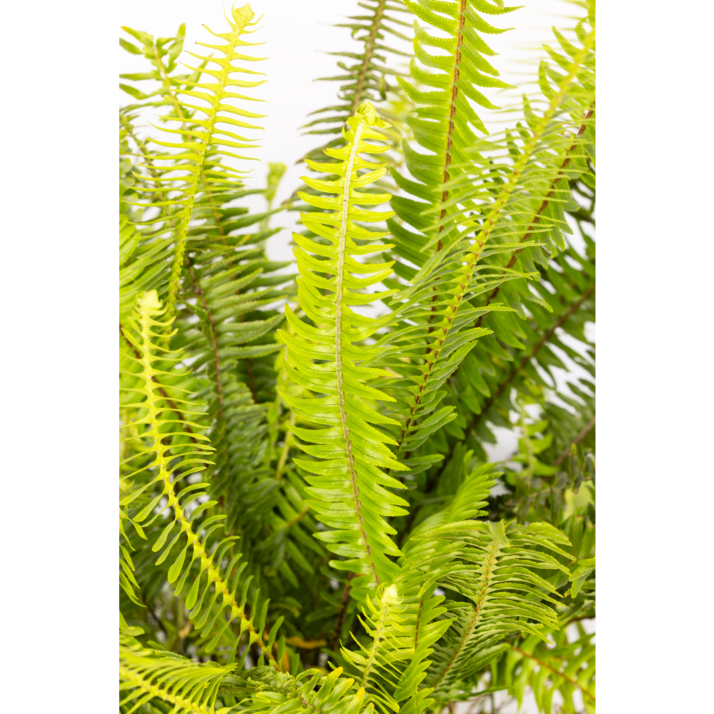 Pneu tout-terrain quad Nephrolepis 'Artic Jungle':pot 10L
