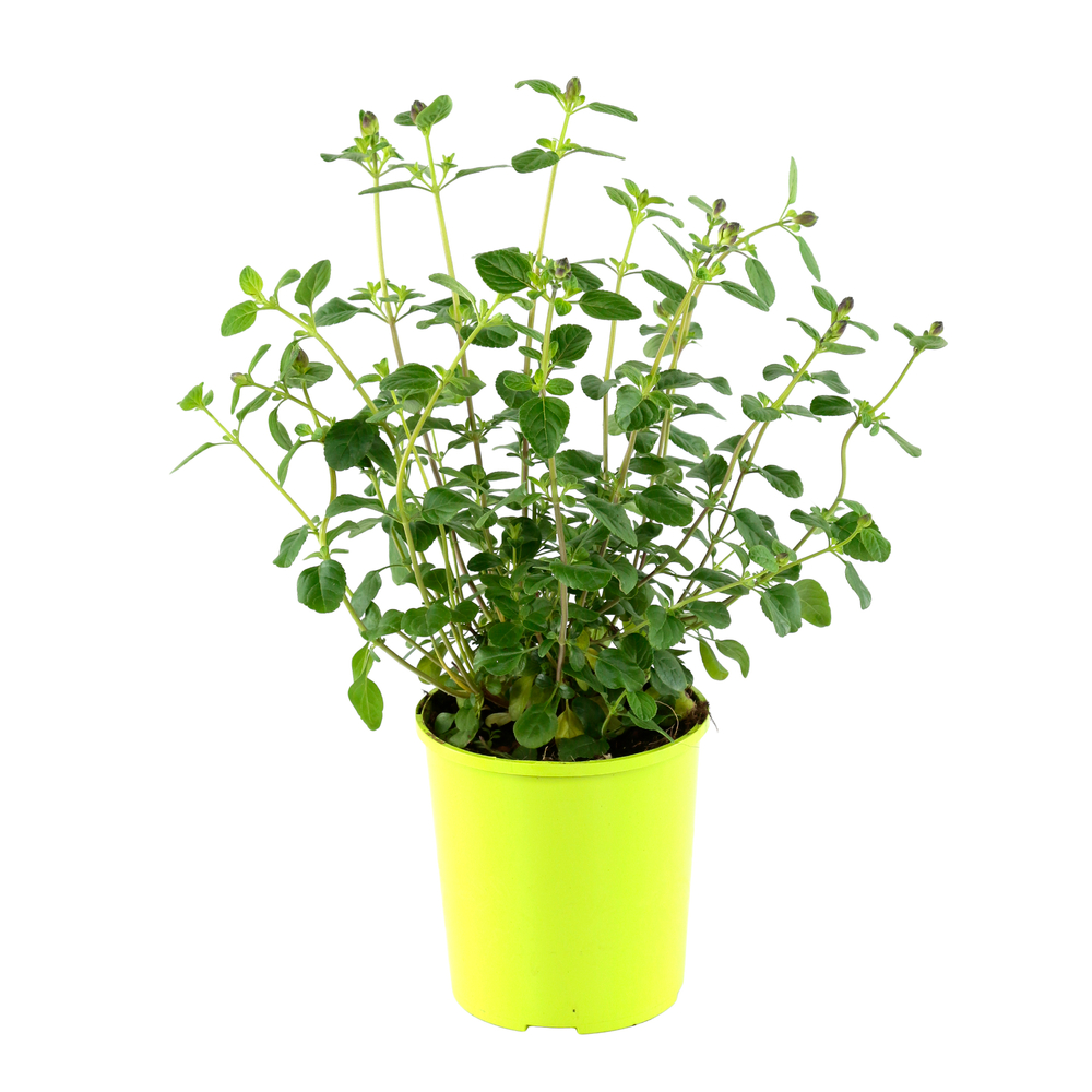 Salvia Magical ® 'Mississippi': pot 2L avec meilleure adhérence