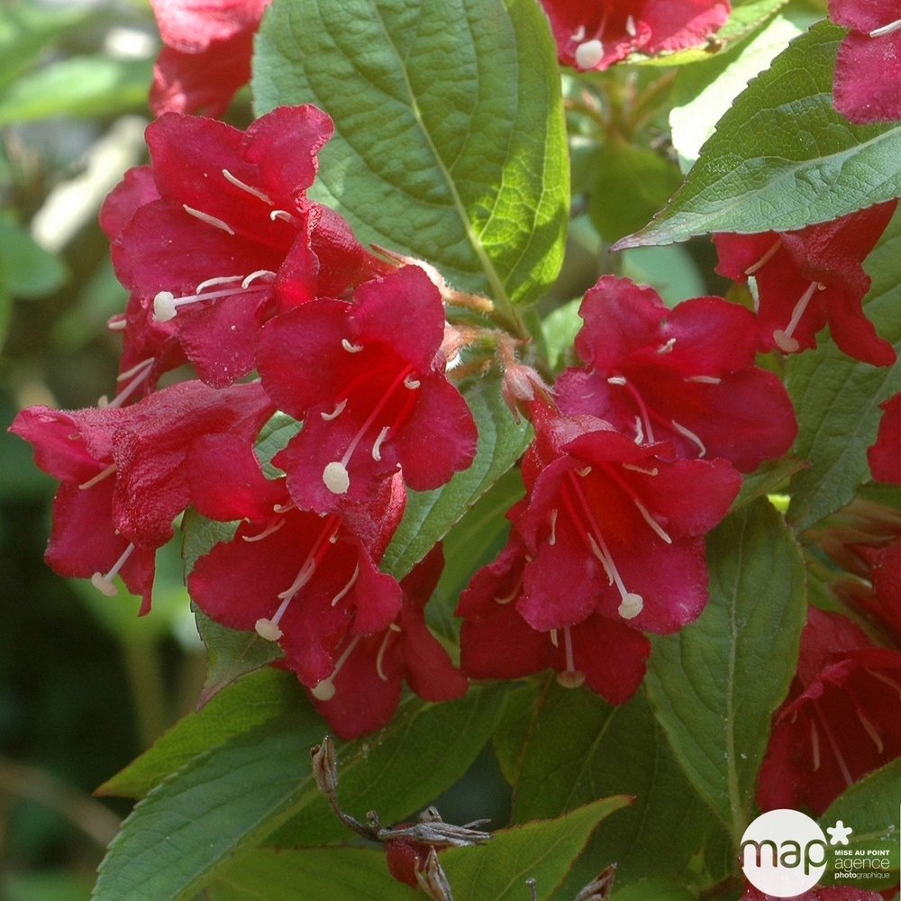 Weigela x 'Red Prince':conteneur 4,5 litres - 520