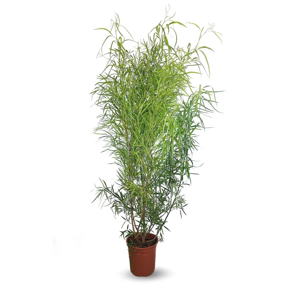 Rhus viminalis - faux bambou - ↕ 100-110 cm - ⌀ 24 cm - plante d'extérieur pour transport d'équipement