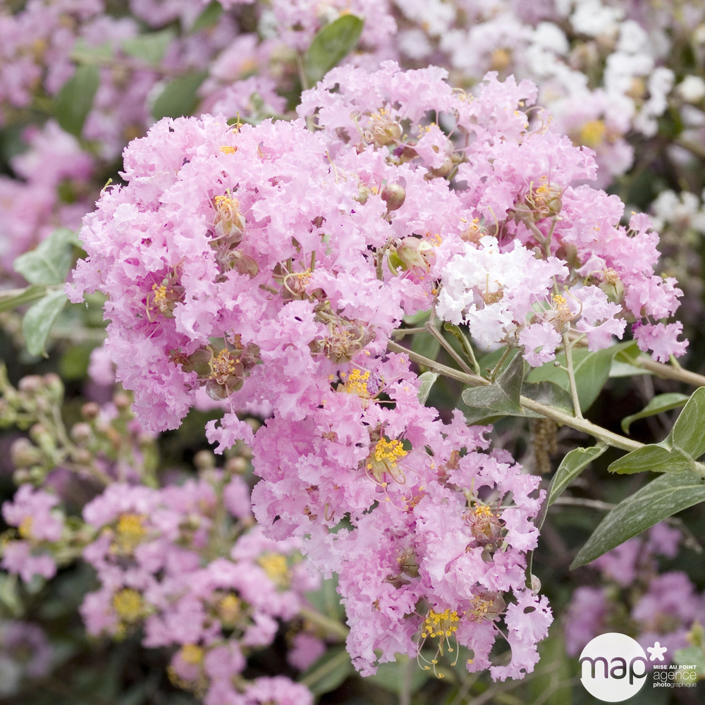 Lagerstroemia indica:pot 4L pour livraison urbaine