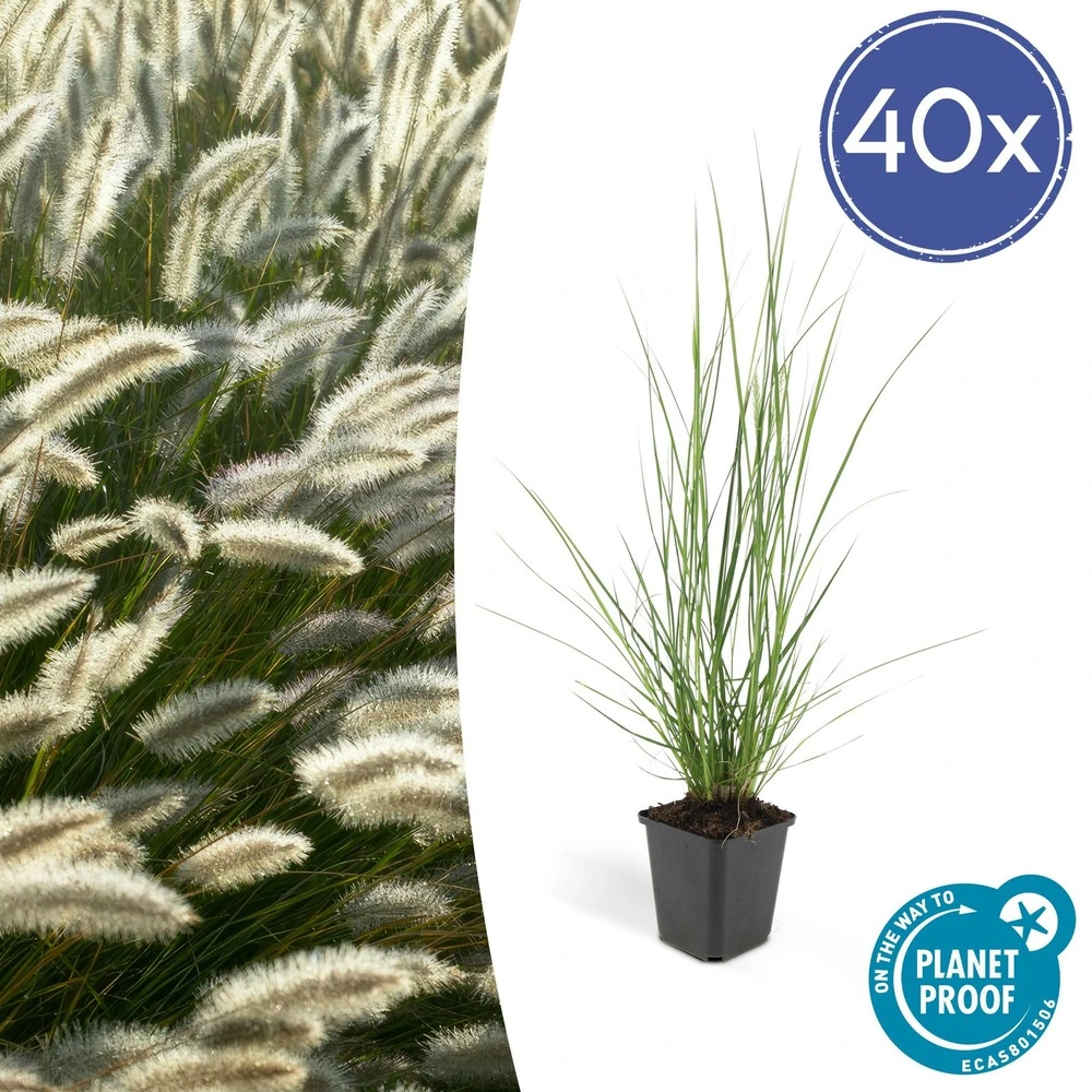 Pennisetum alopecuroides hameln x 40 avec top case