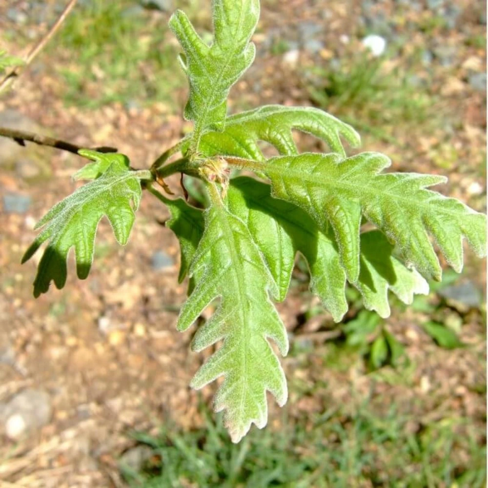 Nettoyant carrosserie Chêne tauzin (Quercus Pyrenaica)