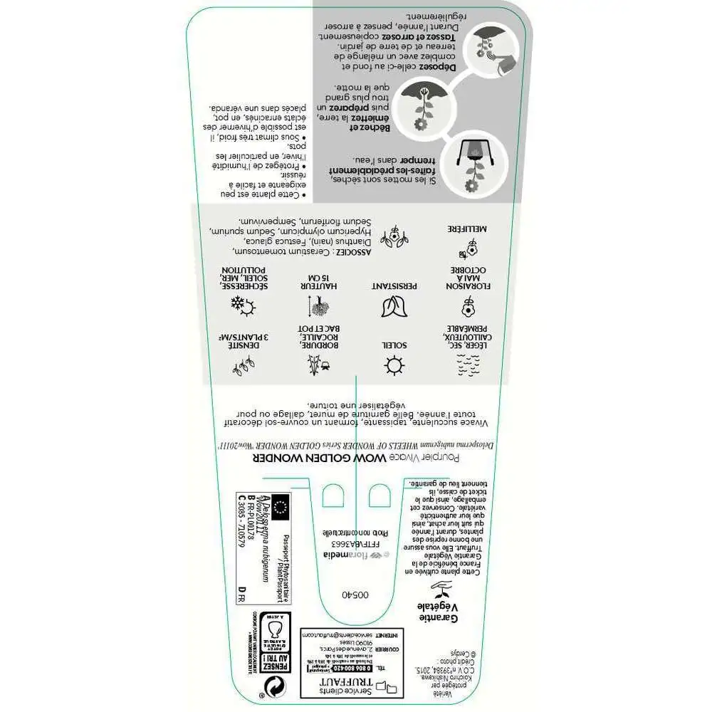 Pourpier vivace Golden Wonder : C2L Truffaut Kit de fixation inclus