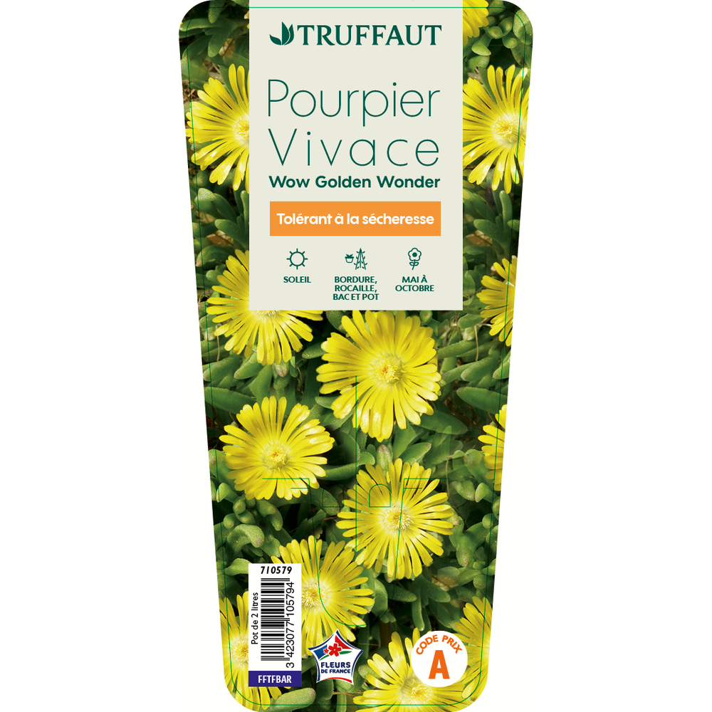 Pourpier vivace Golden Wonder : C2L Truffaut Kit de fixation inclus