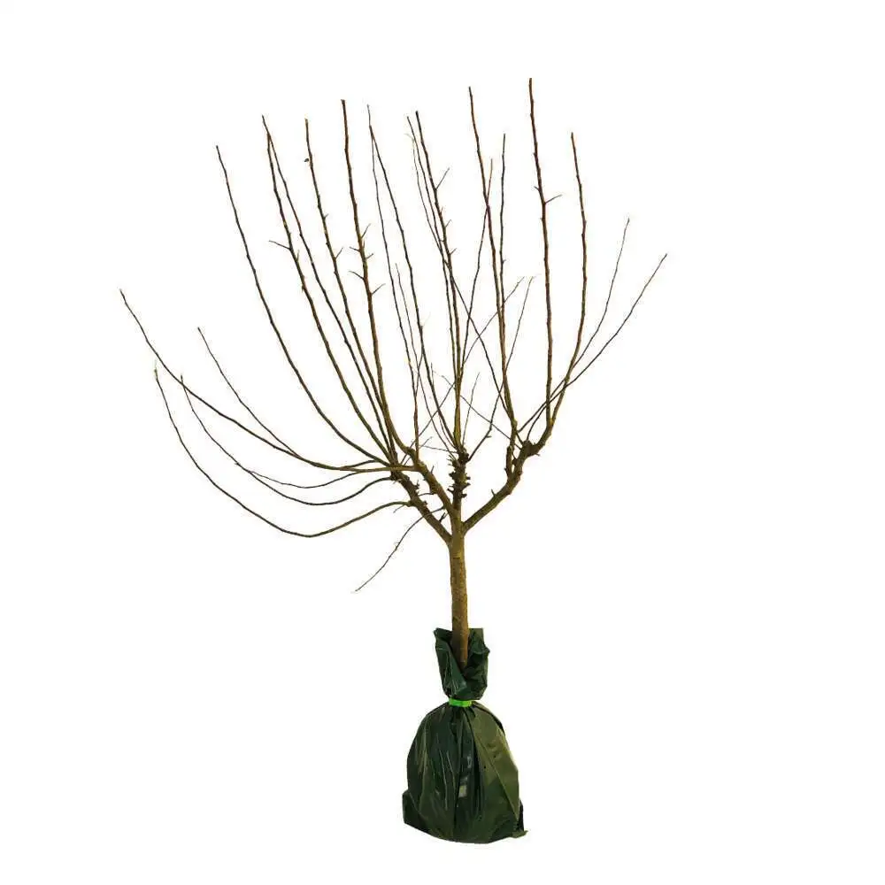 Prunier Goutte de Miel prêt à planter Truffaut avec Revêtement imperméable