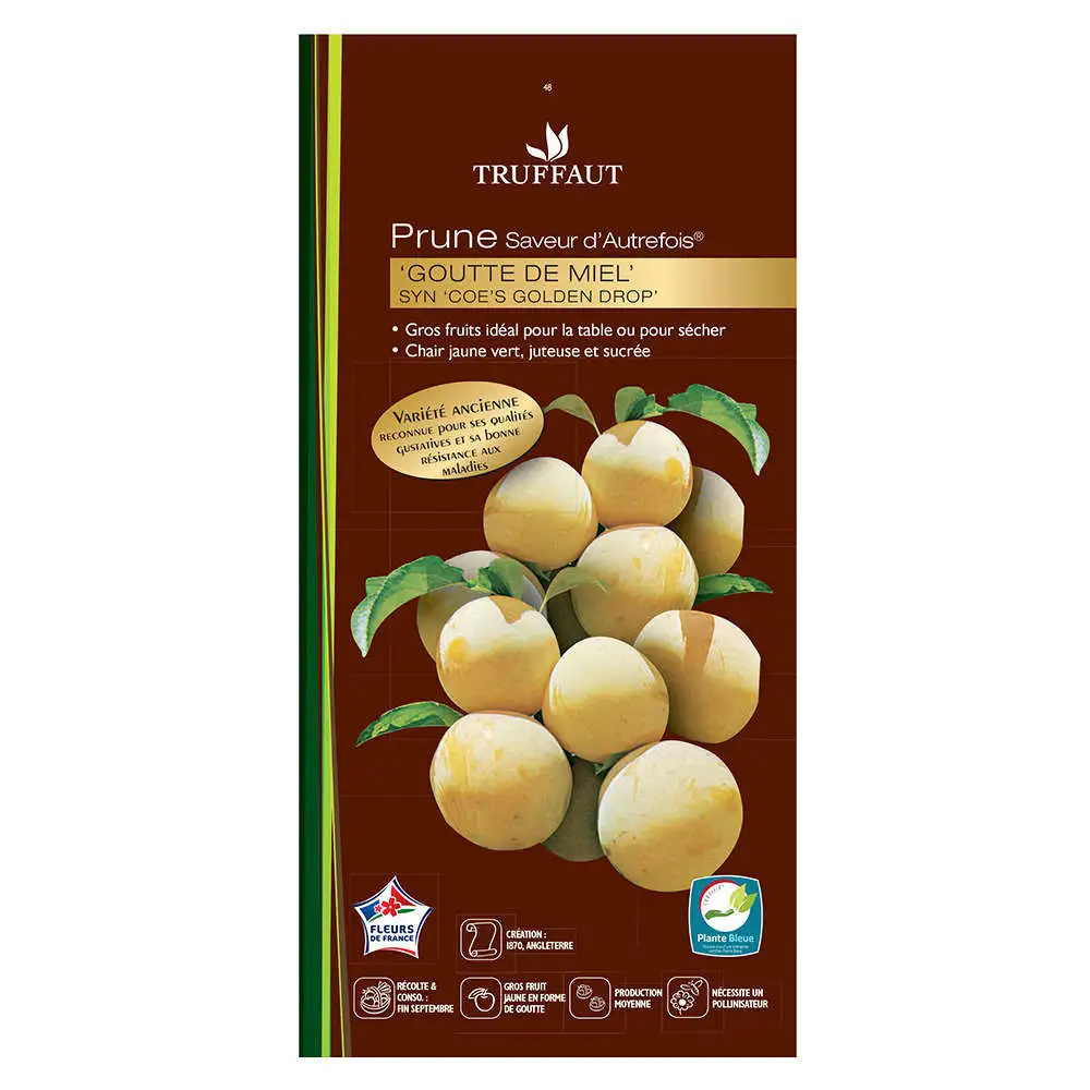 Prunier Goutte de Miel prêt à planter Truffaut avec Revêtement imperméable