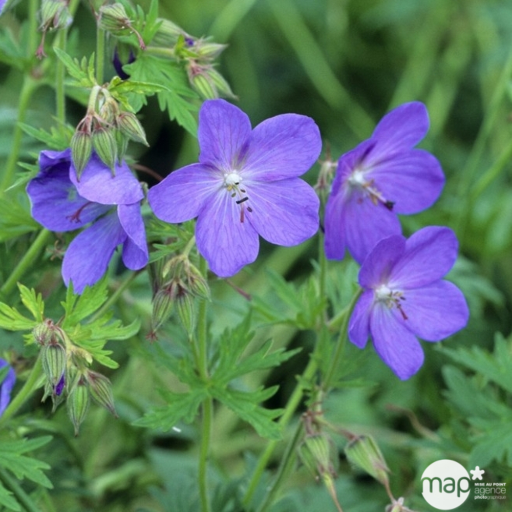 Support de transport Géranium vivace Johnson's Blue : godet rouge Truffaut