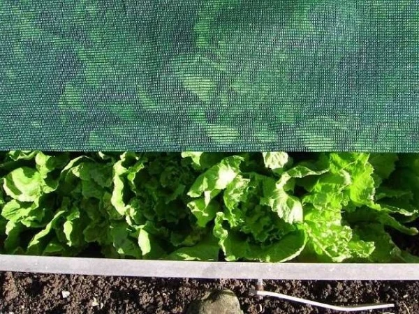 Tissu d'ombrage Agroflor 50% vert 2 x 50m 1811002050 prendre à bas prix avec Système de verrouillage