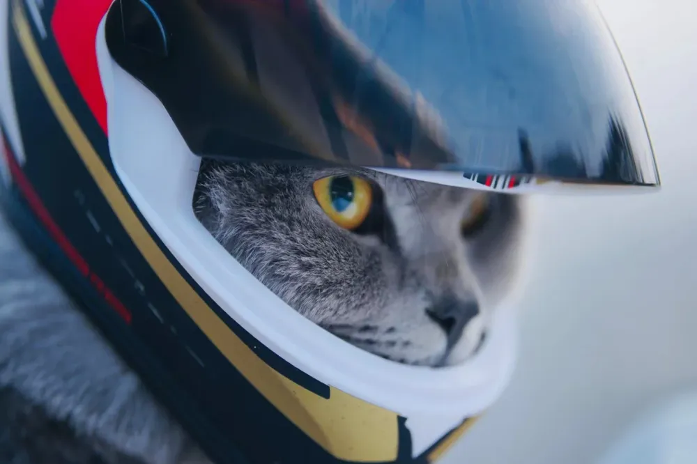 Casque Moto Chat & Petit Chien Modèle à 3 Bandes Antre du Motard