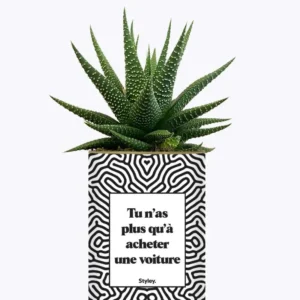 Tu n'as plus qu'à acheter une voiture - Plante