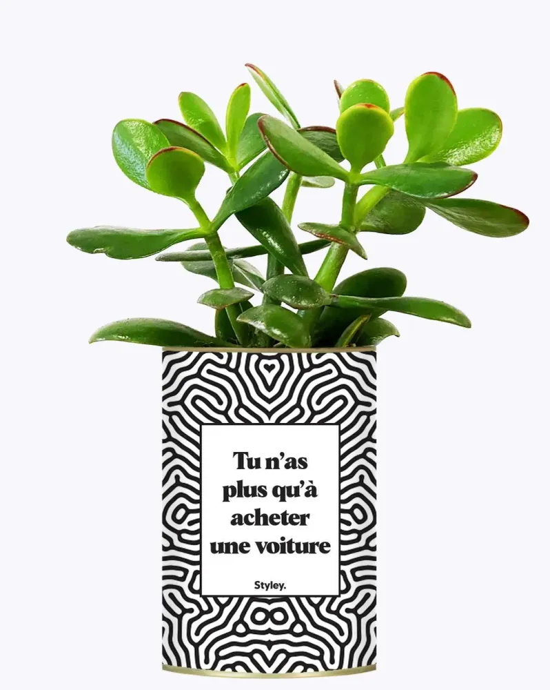 Tu n'as plus qu'à acheter une voiture - Plante